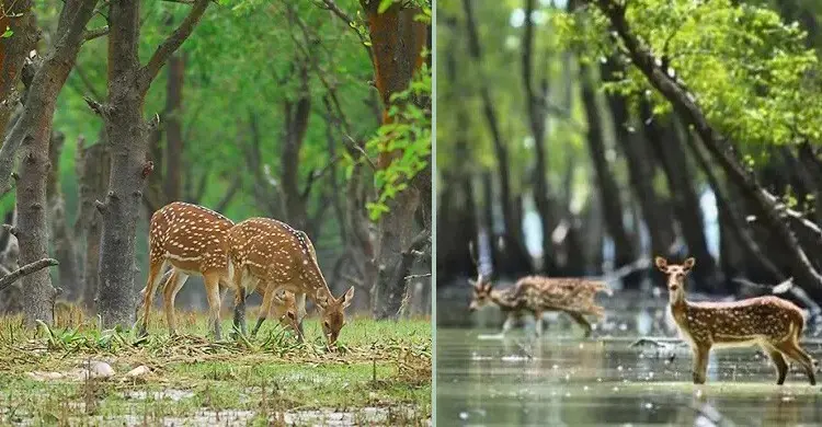 নিঝুম দ্বীপের চিত্রা হরিণ: বিলুপ্তির পথে প্রকৃতির অলংকার, রক্ষায় প্রয়োজন সমন্বিত উদ্যোগ