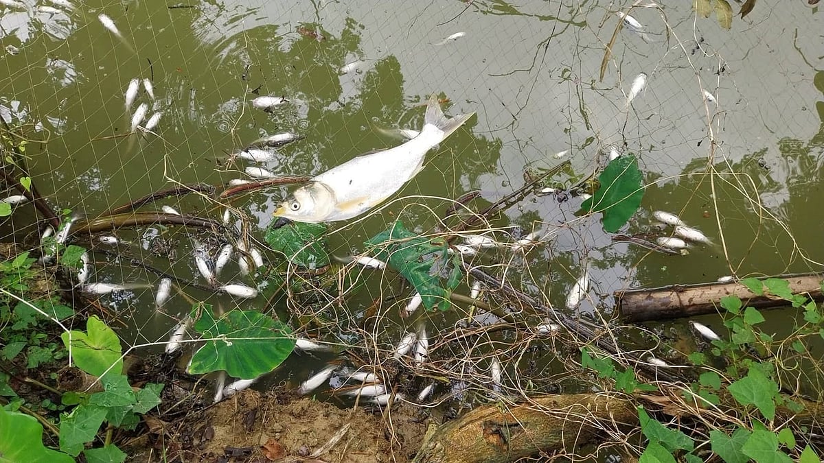 জয়পুরহাটে চিরকুটে প্রাণনাশের হুমকি দিয়ে তিন পুকুরে বিষ প্রয়োগ, মাছ নিধন