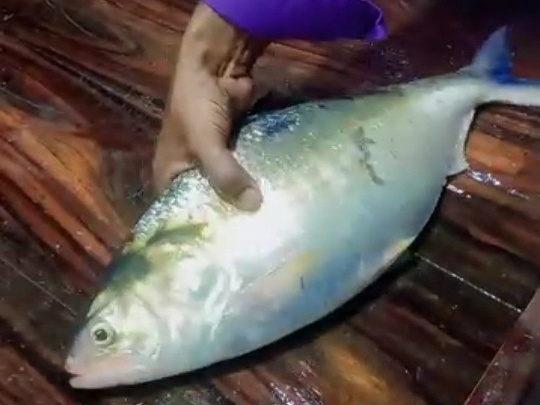 লক্ষ্মীপুরে মেঘনা নদীতে মিলল বিশাল ইলিশ, সাড়ে ১০ হাজারে বিক্রি