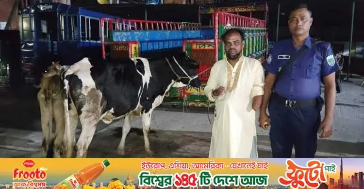 পাবনায় যুবদল কর্মীর গোপন আন্ডারগ্রাউন্ড থেকে চুরি হওয়া গরু উদ্ধার, আটক ১
